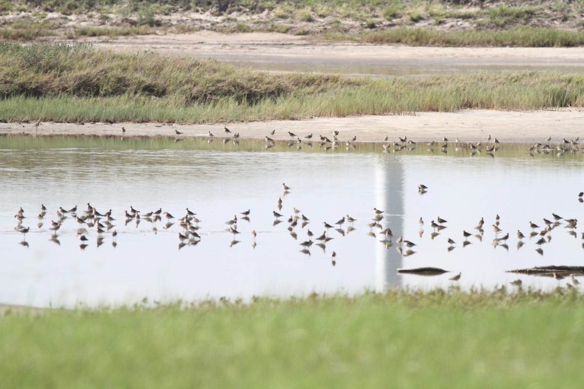 Buff-breasted Sandpiper - ML608637215