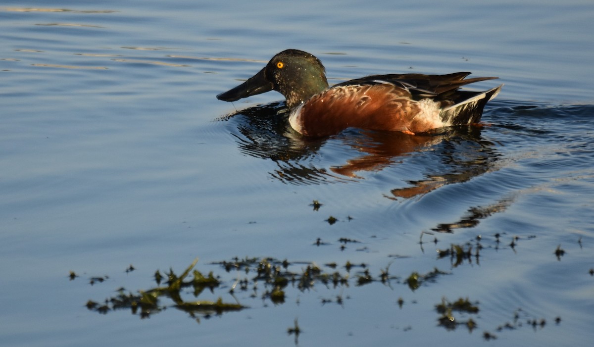 Northern Shoveler - ML608637309