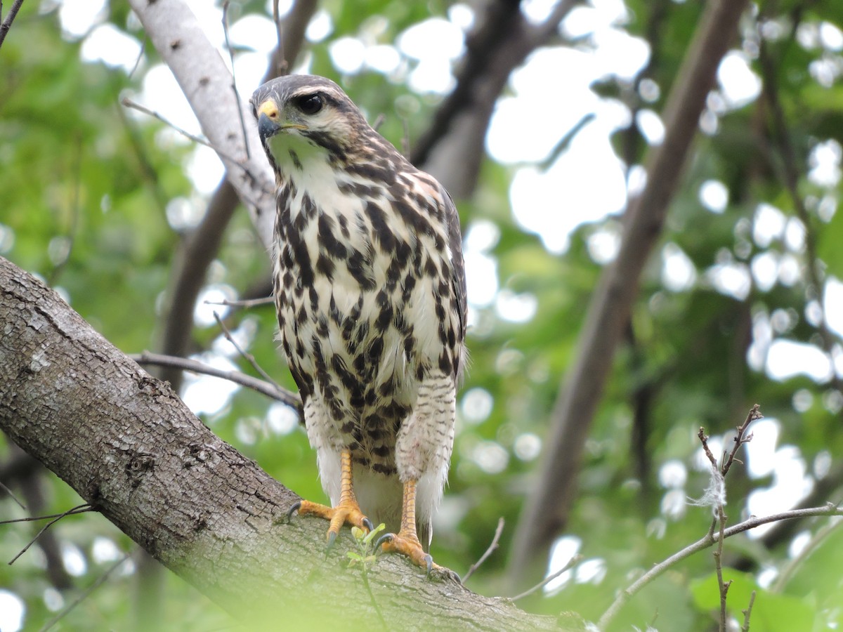 Gray Hawk - Juan D Astorga