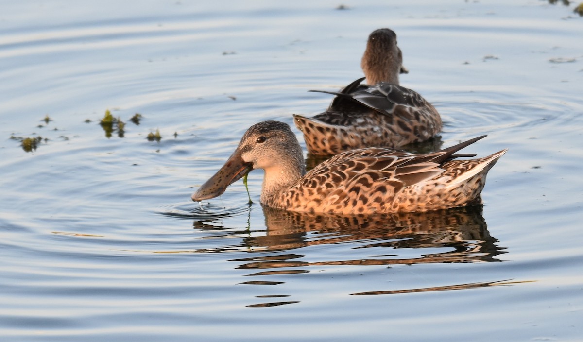 Northern Shoveler - ML608637314