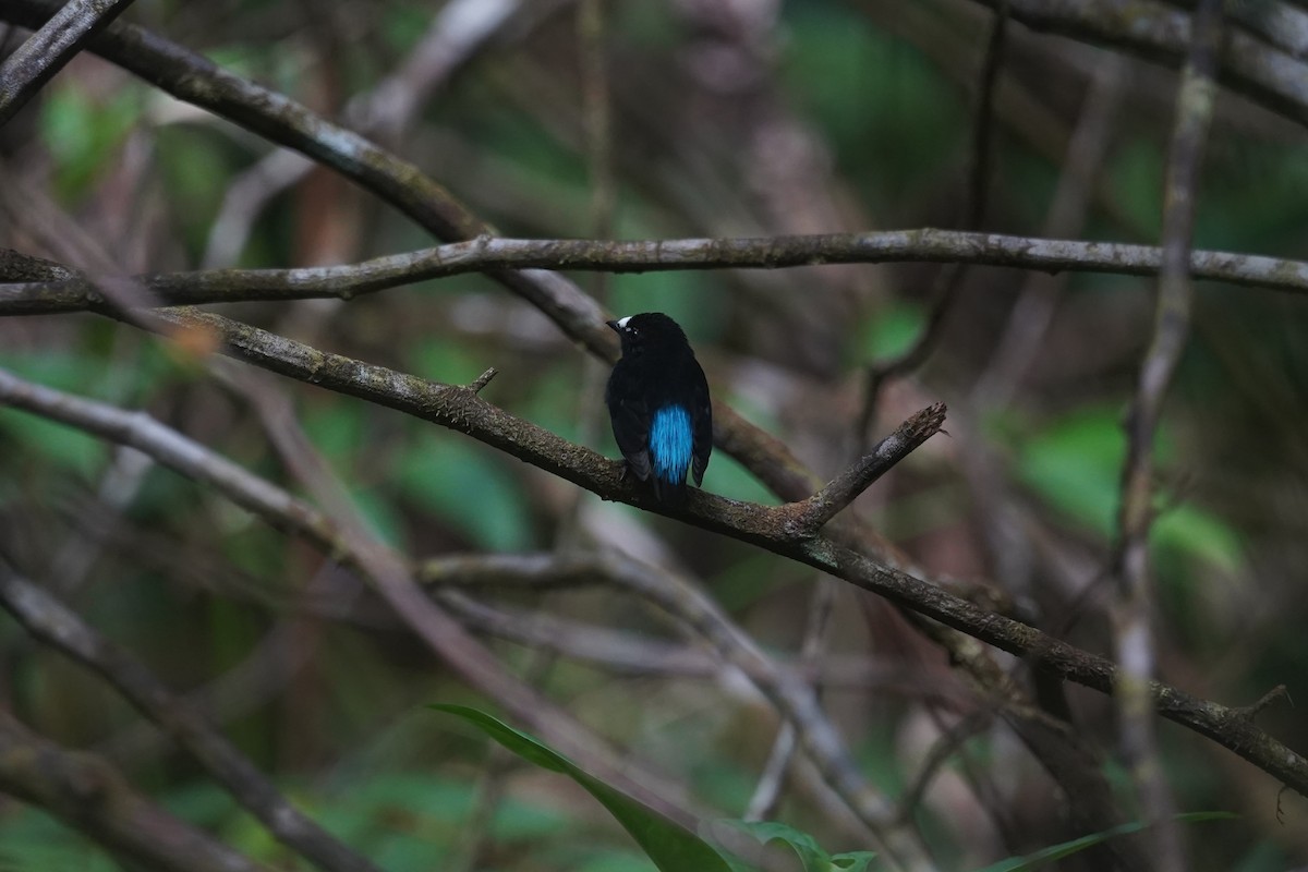 White-fronted Manakin - Daniel Pinelli