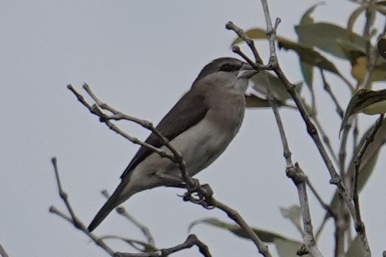 Timor Sparrow - ML608637713