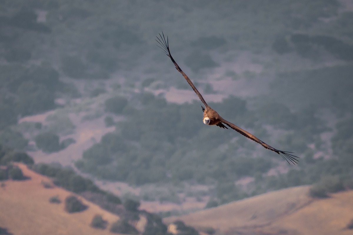 Eurasian Griffon - Gonzalo Astete Sánchez