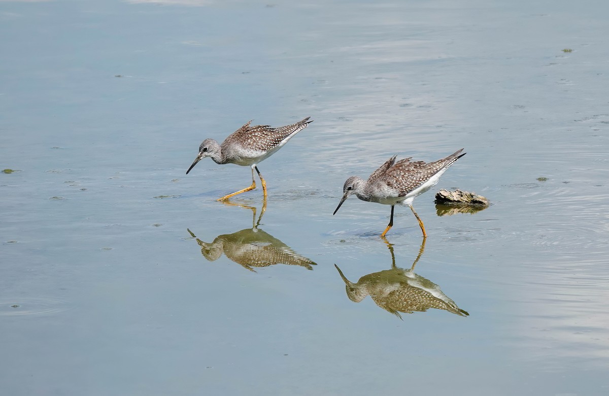 Lesser Yellowlegs - ML608637827