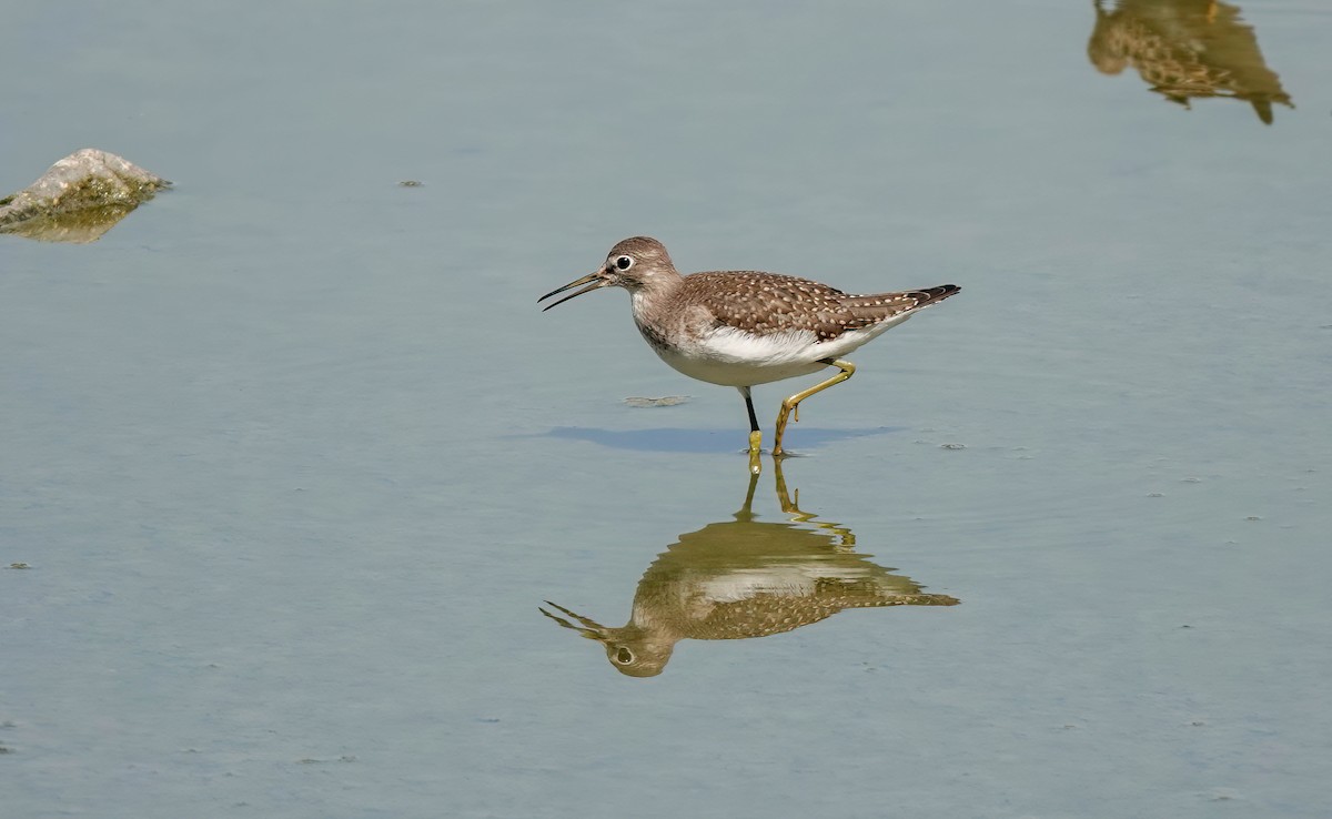 Solitary Sandpiper - ML608637896