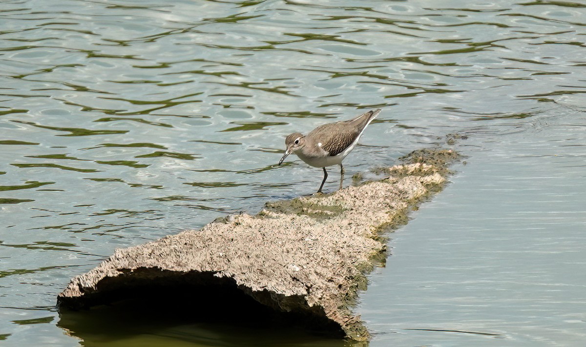 Spotted Sandpiper - ML608637915