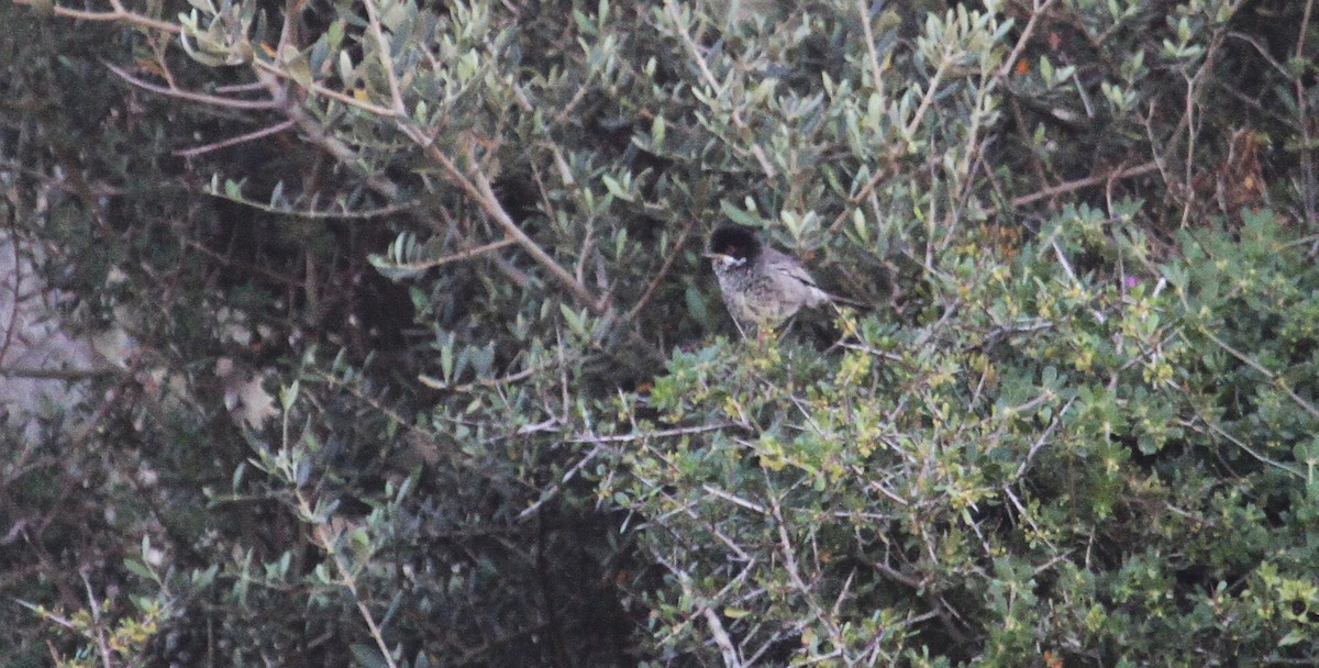 Cyprus Warbler - Jonathan Farooqi