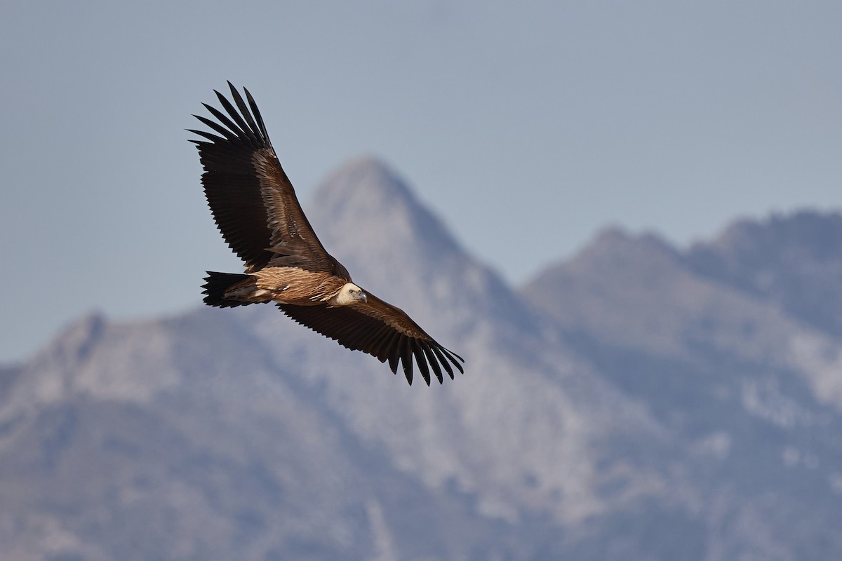 Eurasian Griffon - Gonzalo Astete Martín