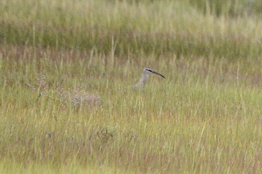 Regenbrachvogel - ML608638238