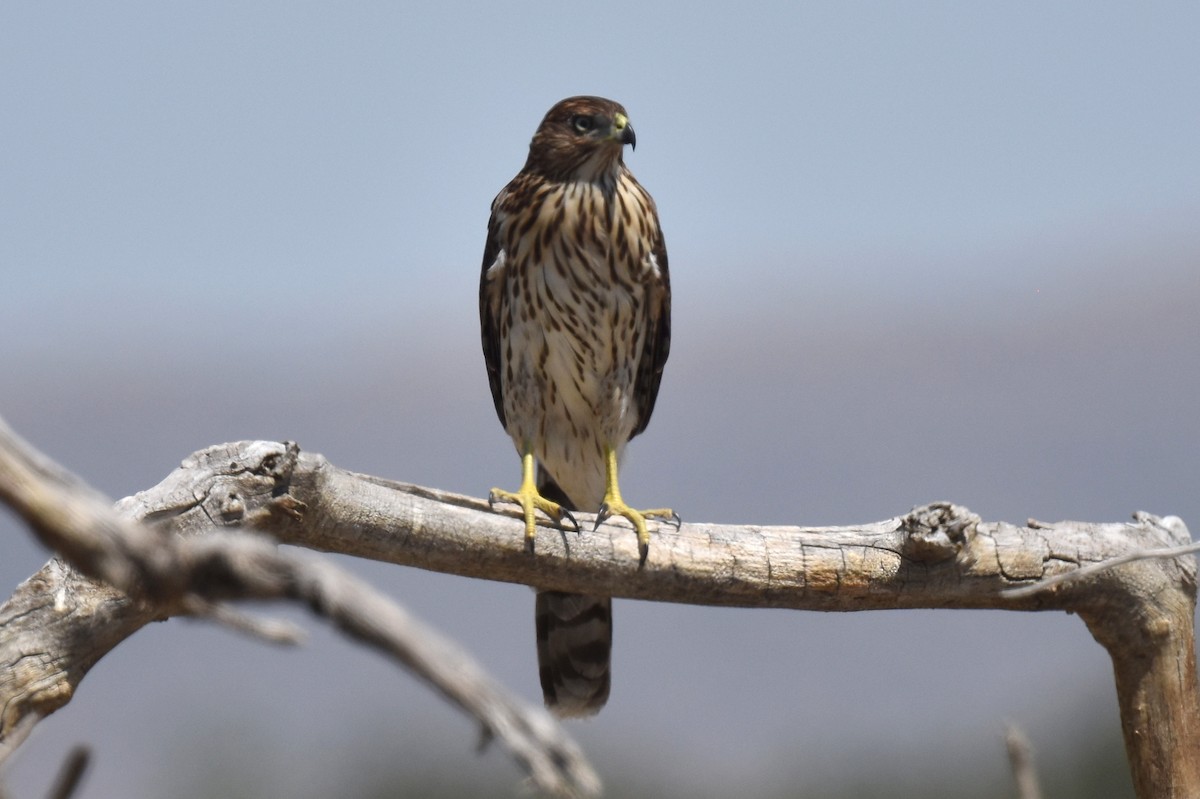 Cooper's Hawk - ML608638283