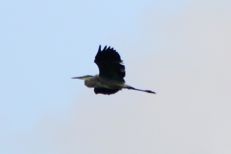 Great Blue Heron - ML608638402