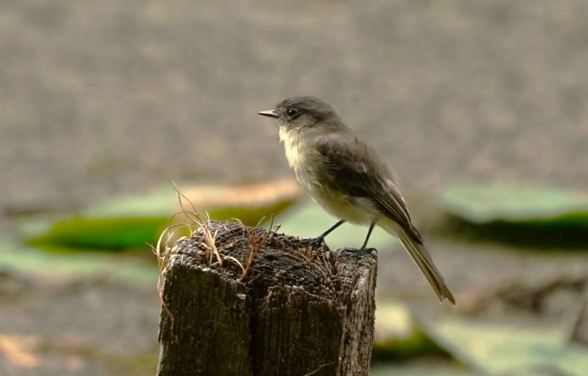 Eastern Phoebe - Terry Harmon