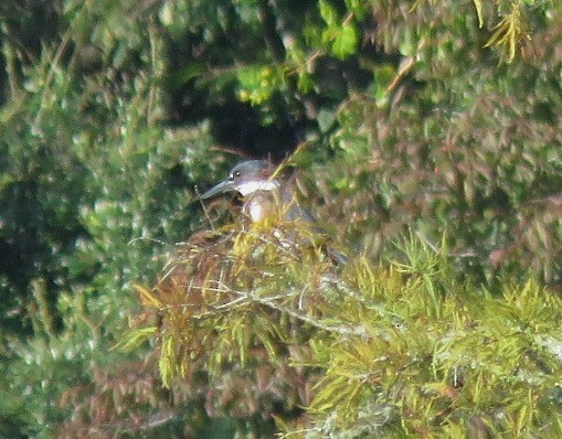 Belted Kingfisher - Ken Spilios