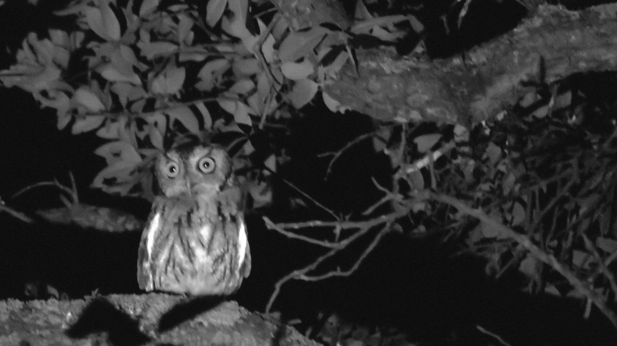 Eastern Screech-Owl - ML608638495