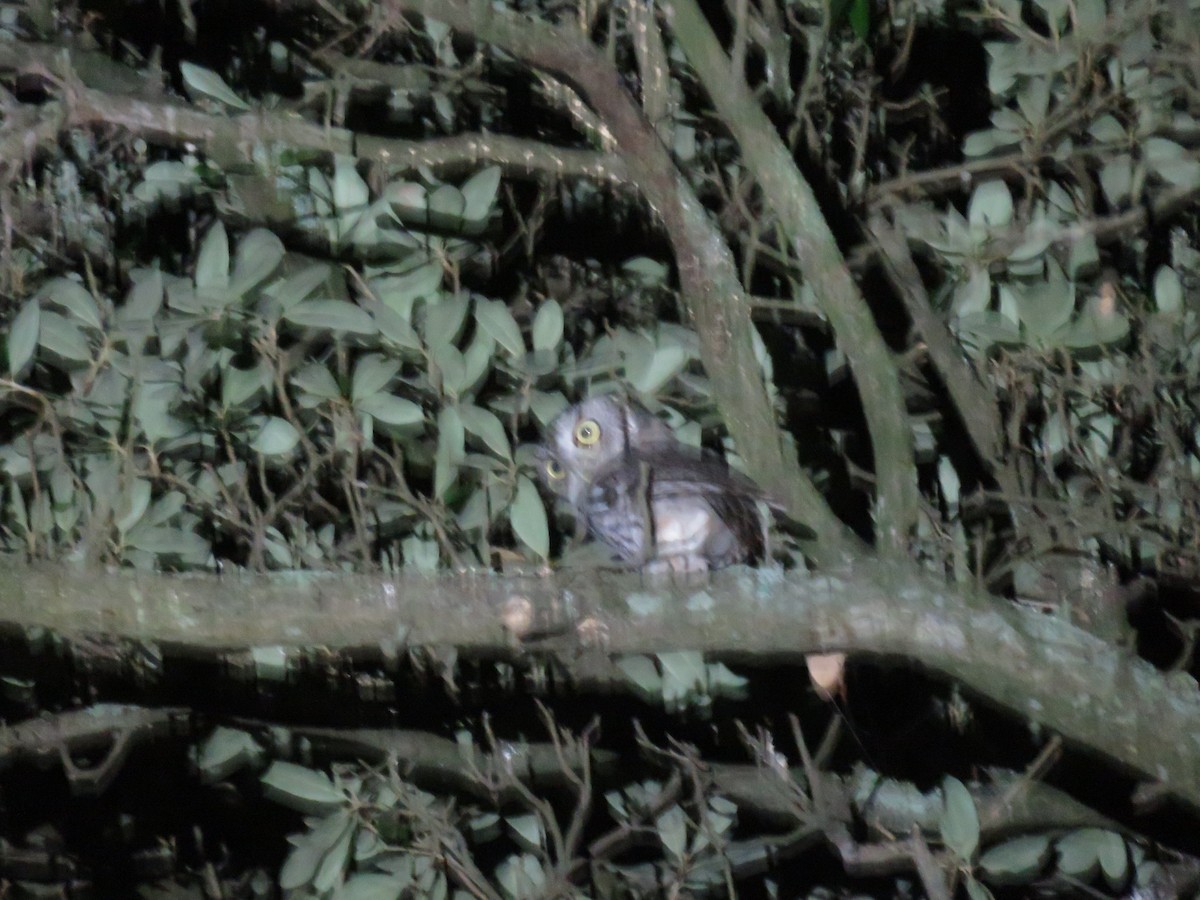 Eastern Screech-Owl - ML608638497