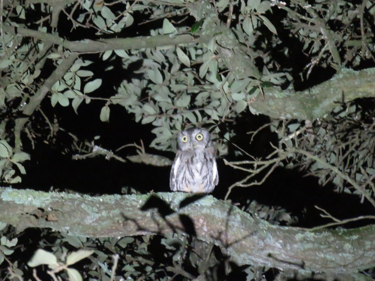 Eastern Screech-Owl - ML608638498