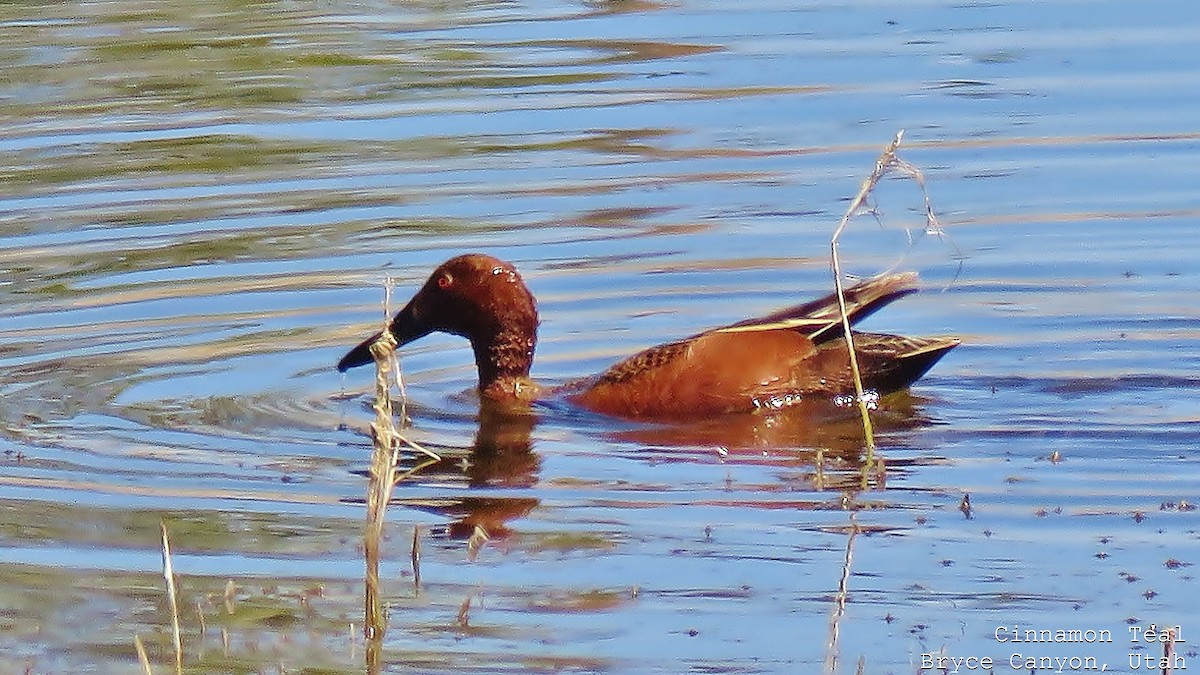 Cinnamon Teal - ML608638517