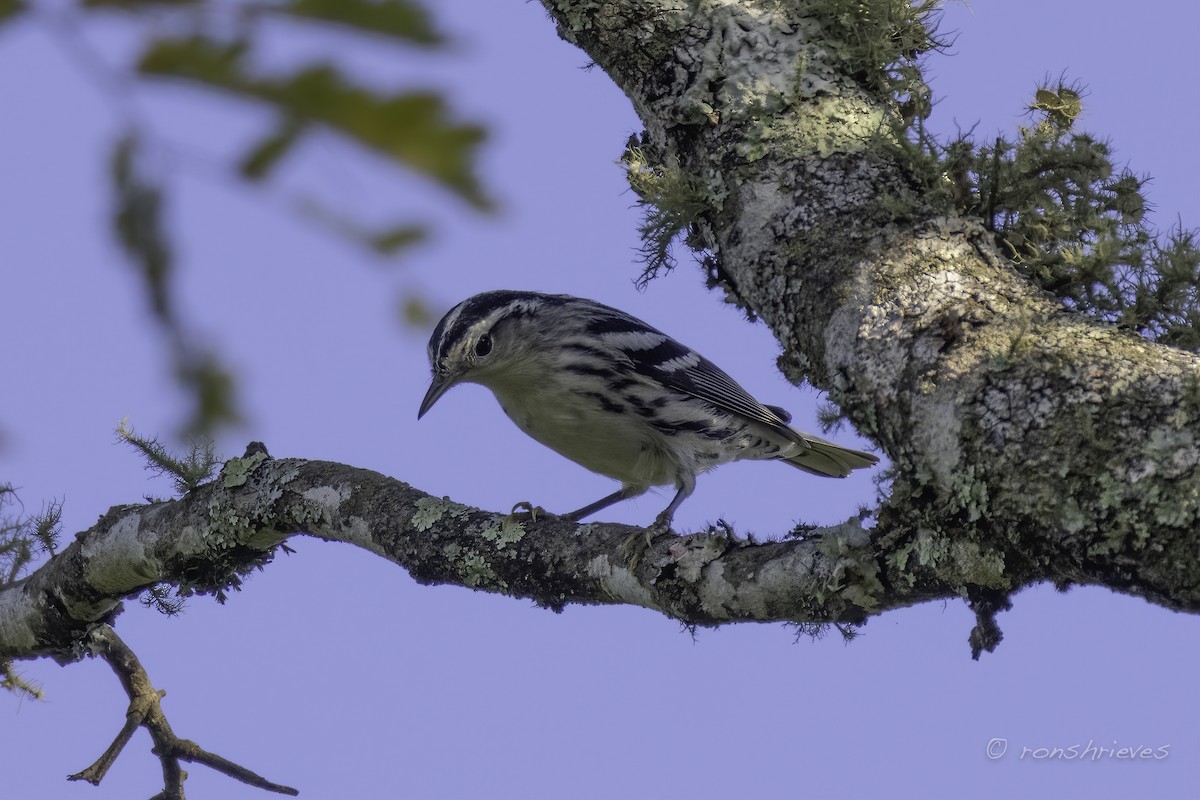 Black-and-white Warbler - ML608638589