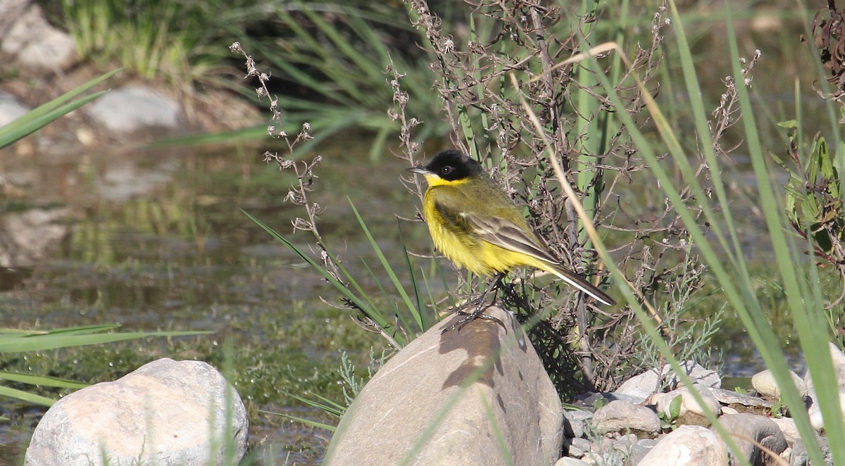 Western Yellow Wagtail (feldegg) - ML608638660