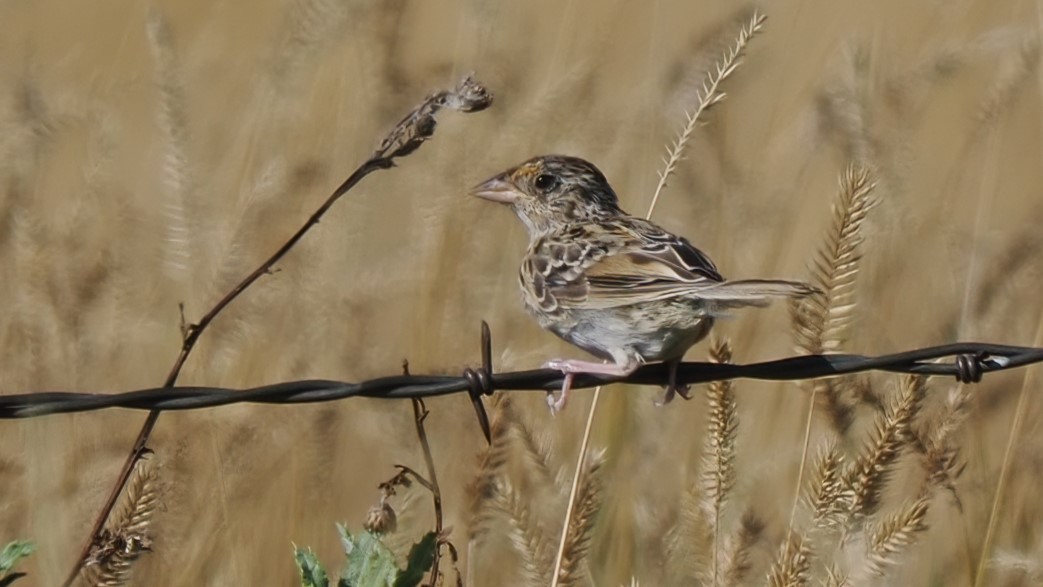Grasshopper Sparrow - ML608638739