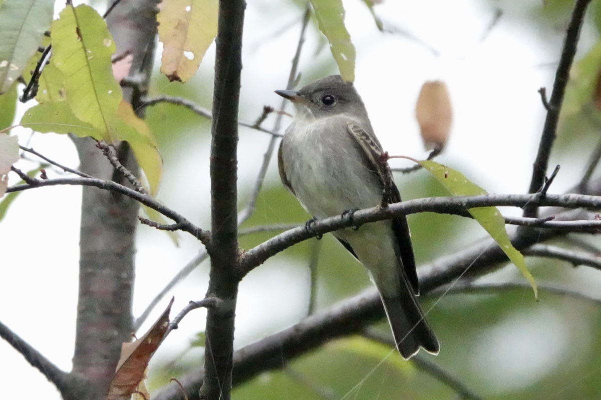 Eastern Wood-Pewee - ML608638762