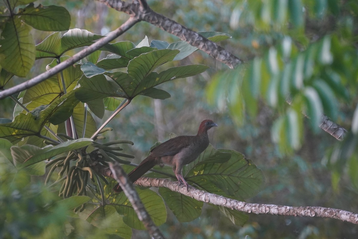 Variable Chachalaca - ML608638850