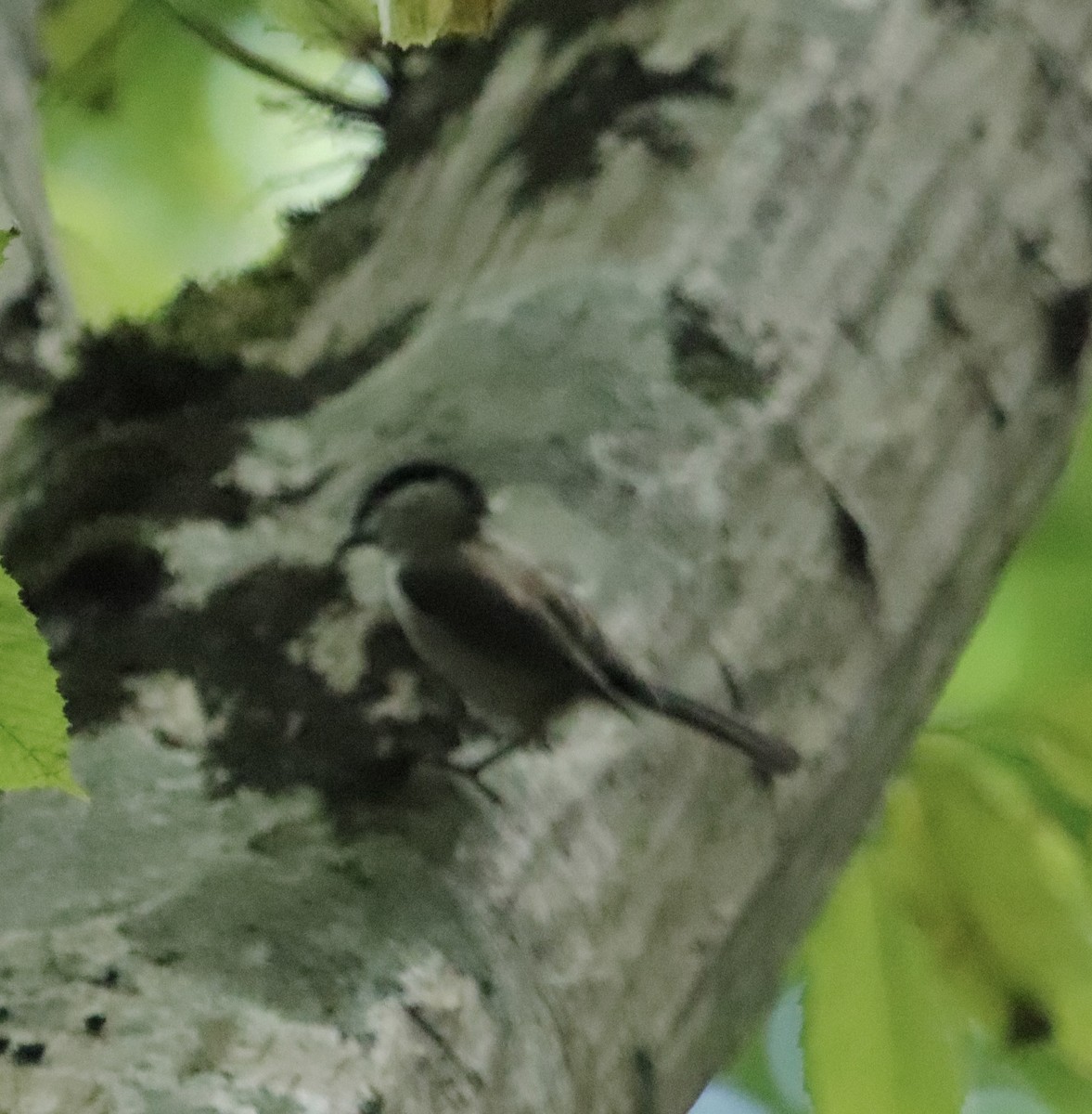 Marsh Tit - ML608638877