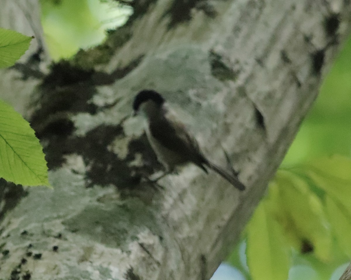 Marsh Tit - ML608638878