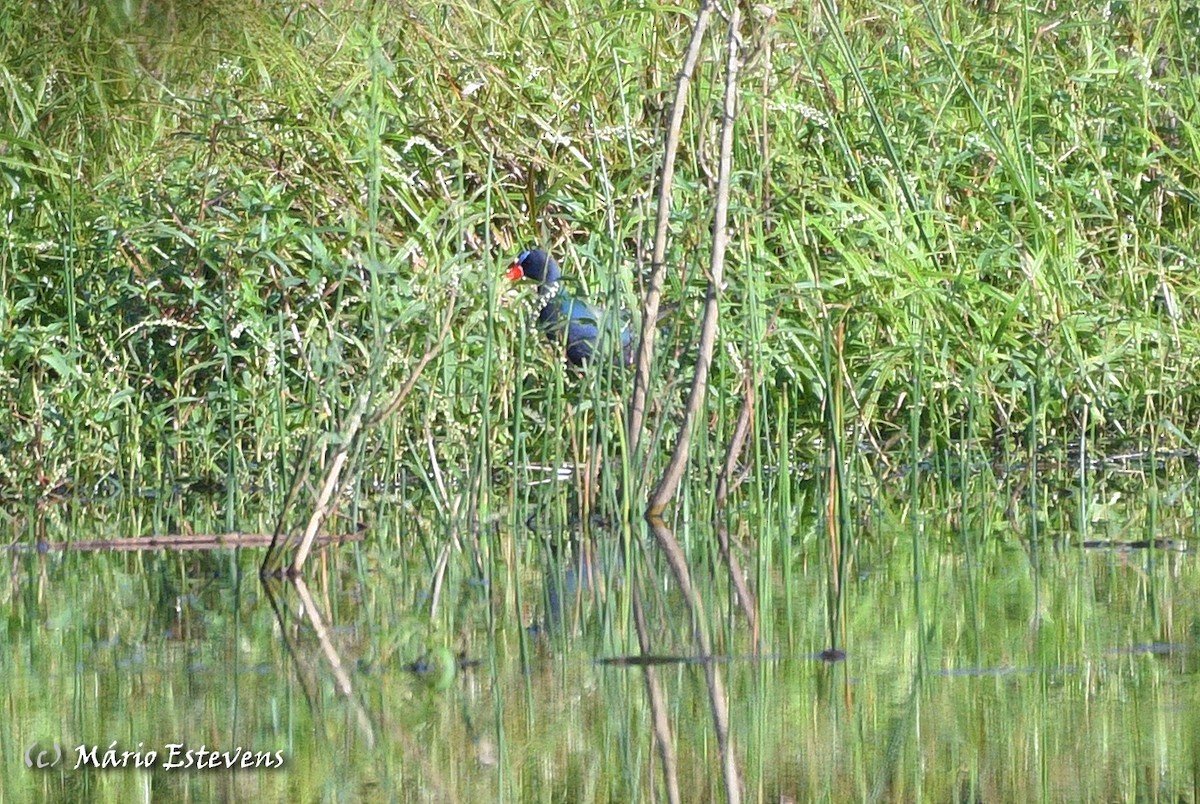 Purple Gallinule - ML608638889