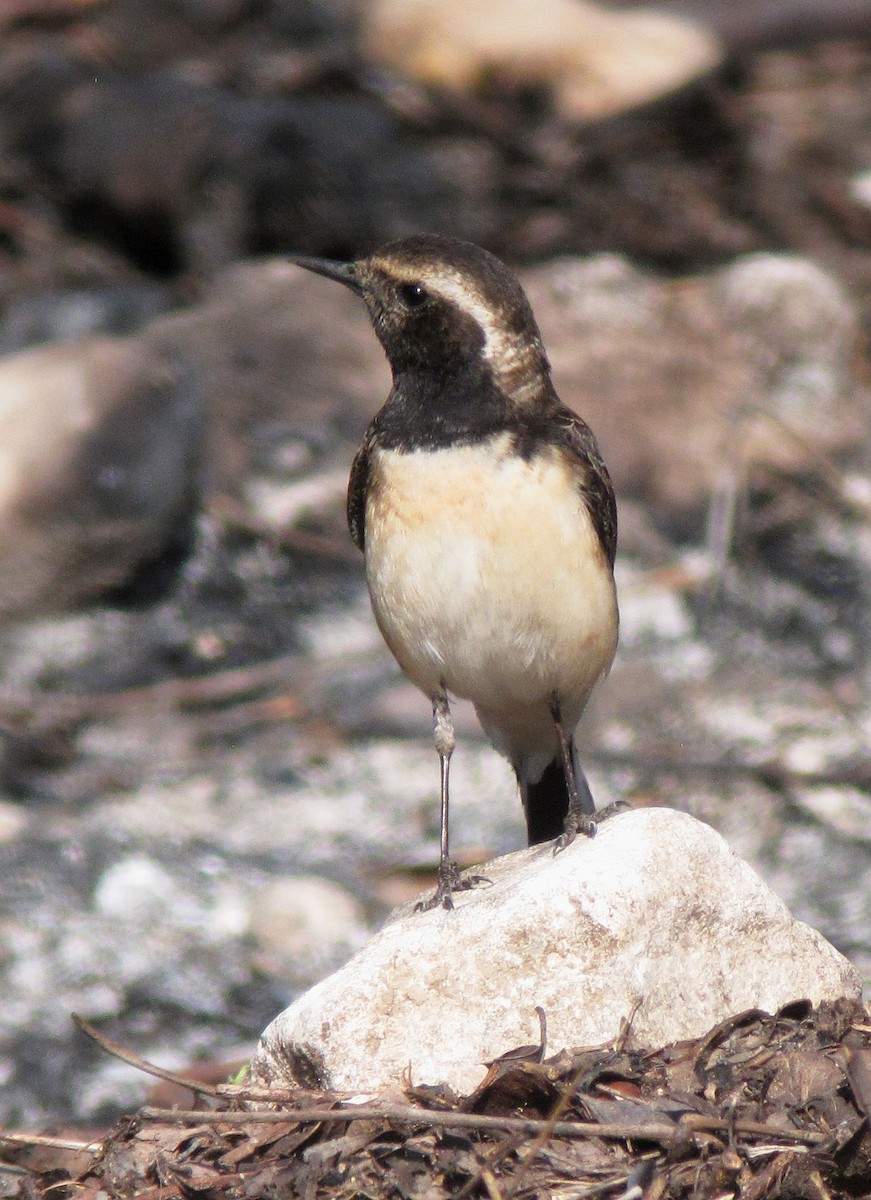 Cyprus Wheatear - ML608638897