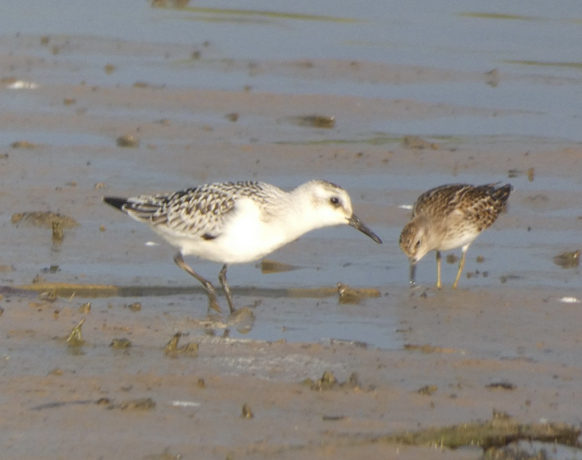 Bécasseau sanderling - ML608638928