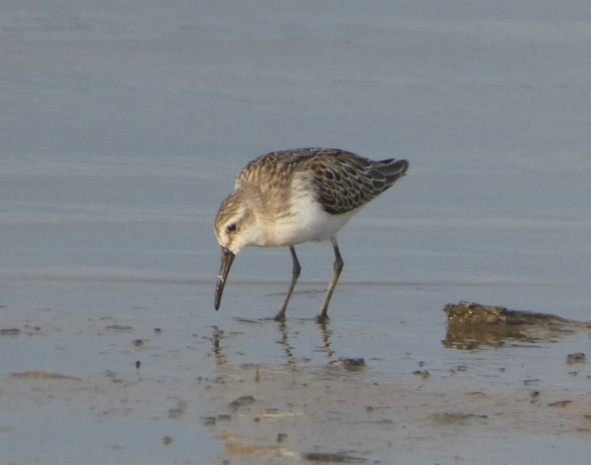 White-rumped Sandpiper - Noah Rokoske