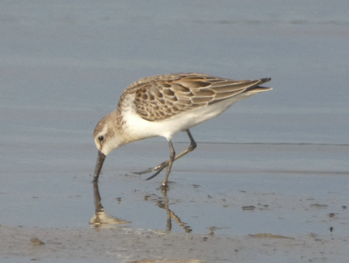 Weißbürzel-Strandläufer - ML608638946