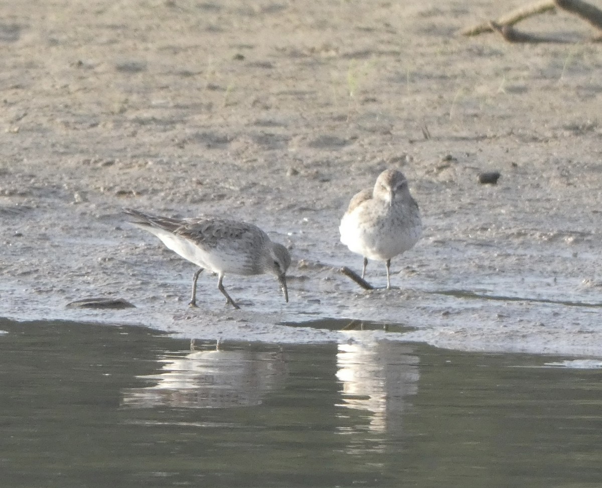 White-rumped Sandpiper - Noah Rokoske