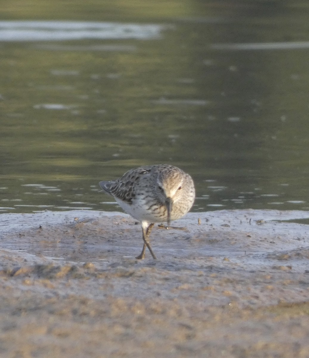 Weißbürzel-Strandläufer - ML608638948