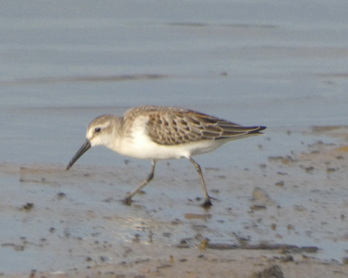 White-rumped Sandpiper - Noah Rokoske