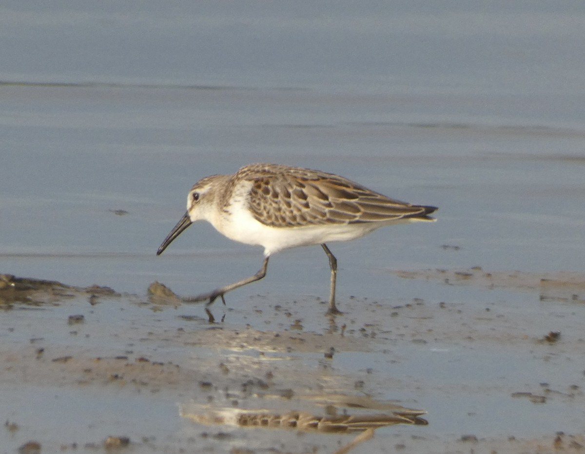 Weißbürzel-Strandläufer - ML608638950