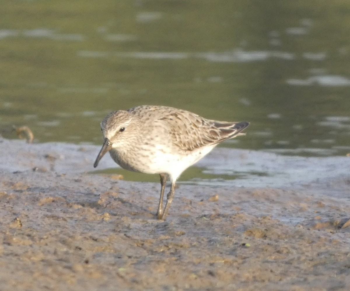 White-rumped Sandpiper - Noah Rokoske