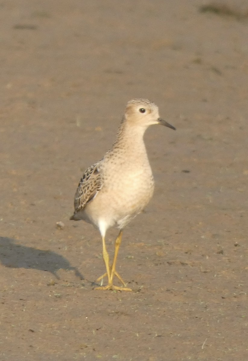 Buff-breasted Sandpiper - ML608638990