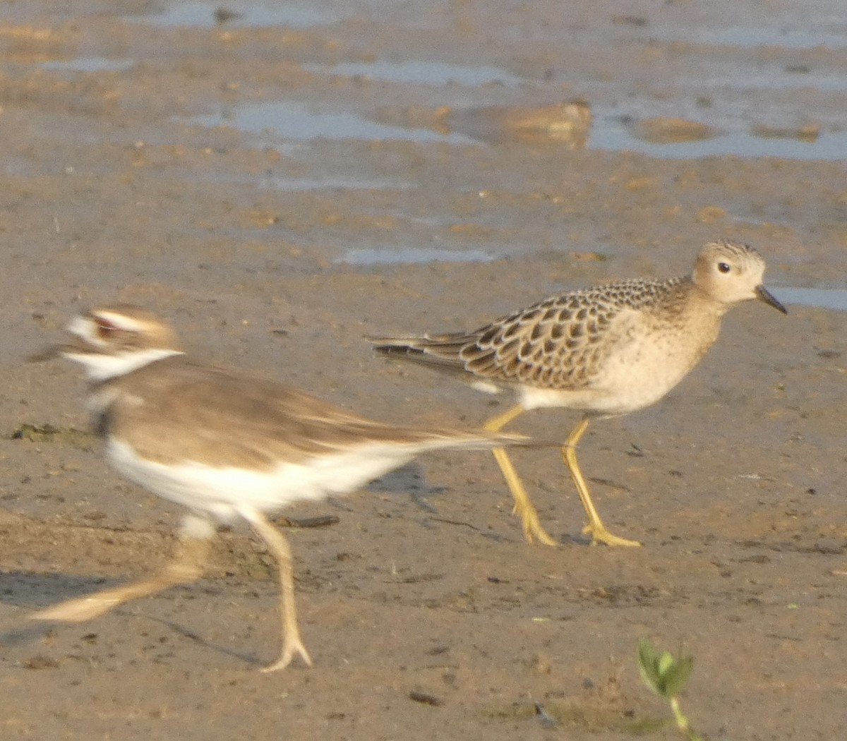 Buff-breasted Sandpiper - ML608638991