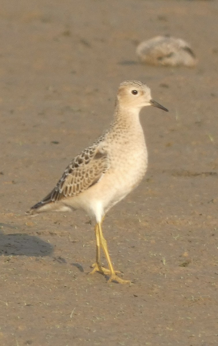 Buff-breasted Sandpiper - Noah Rokoske