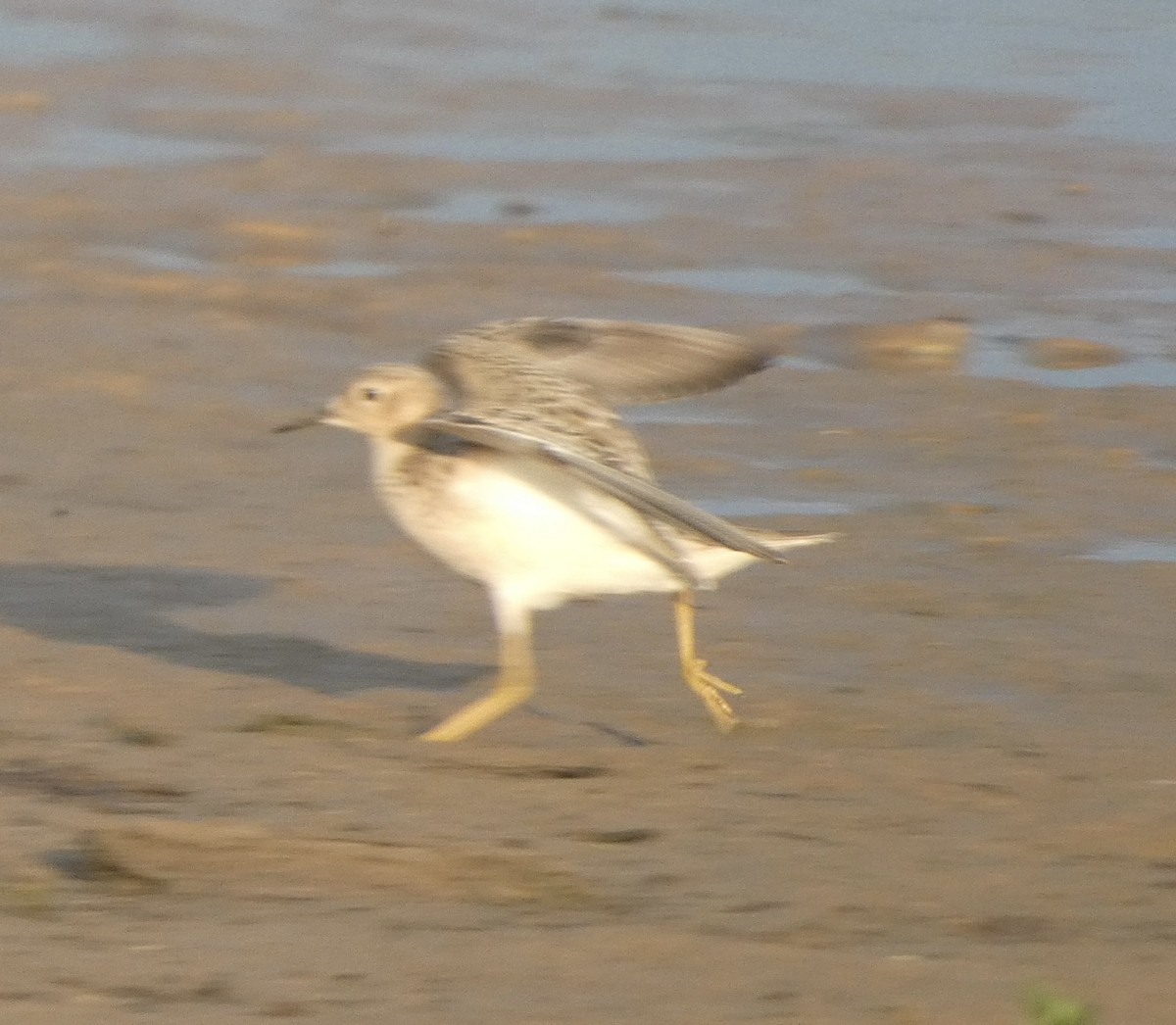 Buff-breasted Sandpiper - ML608638993