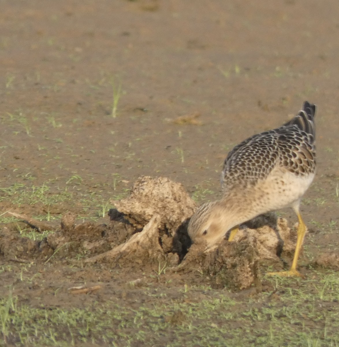 Buff-breasted Sandpiper - ML608638996