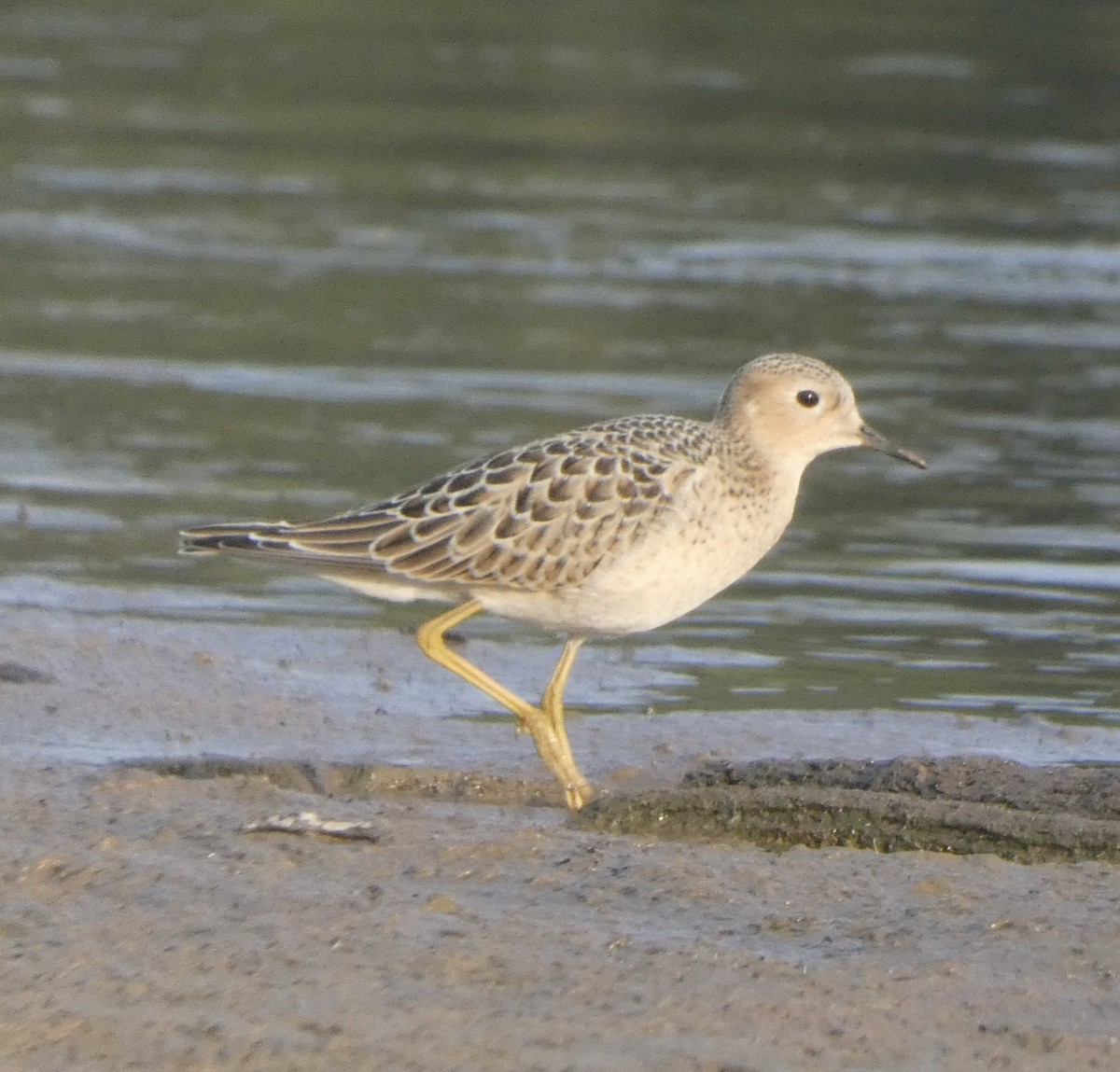 Buff-breasted Sandpiper - ML608638997