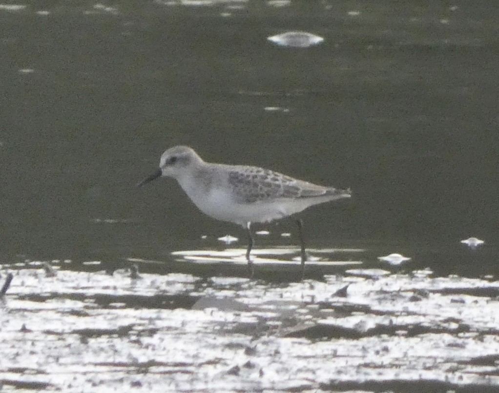 Semipalmated Sandpiper - ML608639057