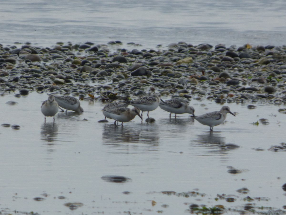 Sanderling - louis fradette