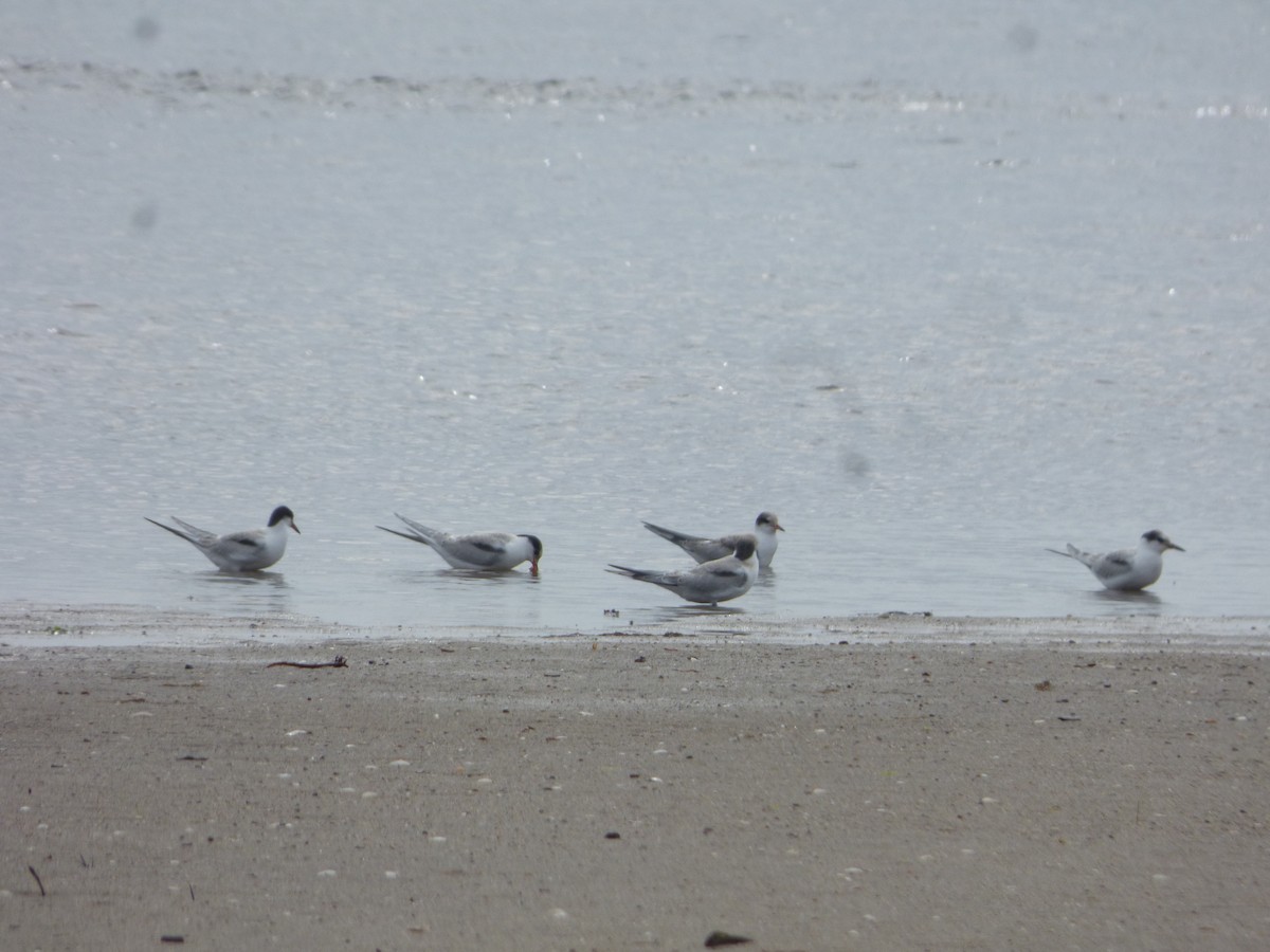 Common Tern - louis fradette