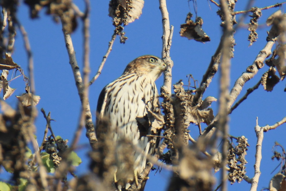 Cooper's Hawk - ML608639124