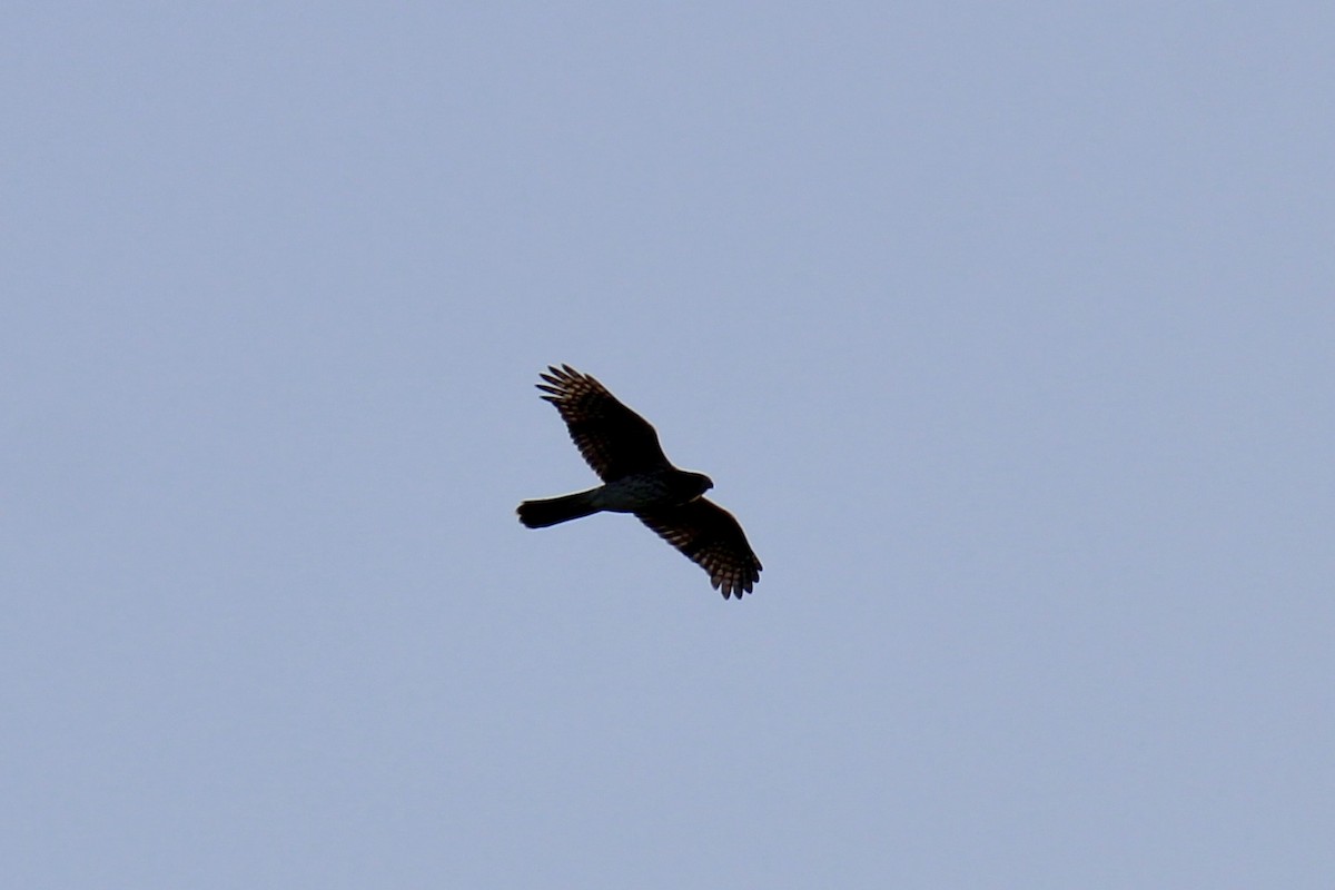 Cooper's Hawk - ML608639127