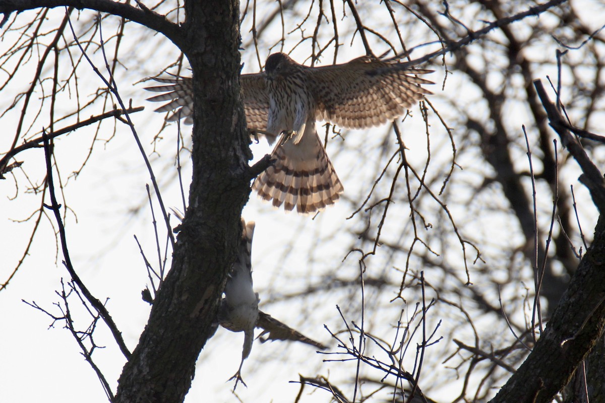 Cooper's Hawk - ML608639128